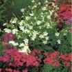 Bordura con nicotiana