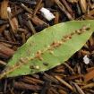 cocciniglia bassa degli agrumi
