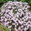 petunia surfinia