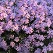 Phlox