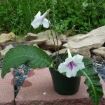 streptocarpus