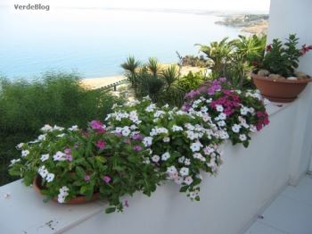 surfinie sul terrazzo
