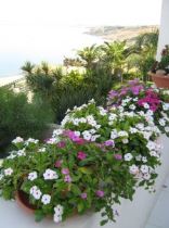 surfinie colorate per il terrazzo sul mare