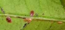 cocciniglia