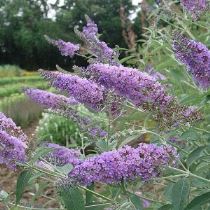 buddleia
