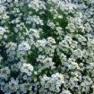 alyssum
