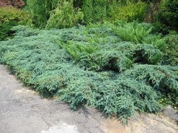 Ginepro verde azzurro (juniperus)