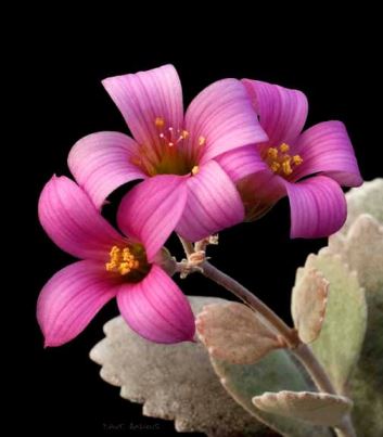 Kalanchoe Pumila, pianta classica con fiori insoliti