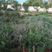 giardino con lavanda - sciacca