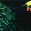 piante e umidità