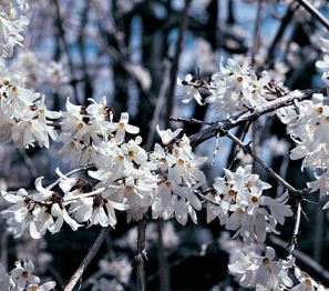 Arbusti fioriti in pieno inverno: abeliophyllum e bergenia