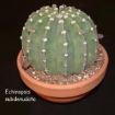 echinopsis