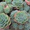 echeveria glauca