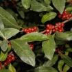 eleagnus multiflora