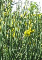 ginestra