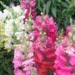 antirrhinum majus