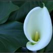 arum