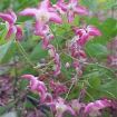 epimedium
