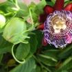 passiflora