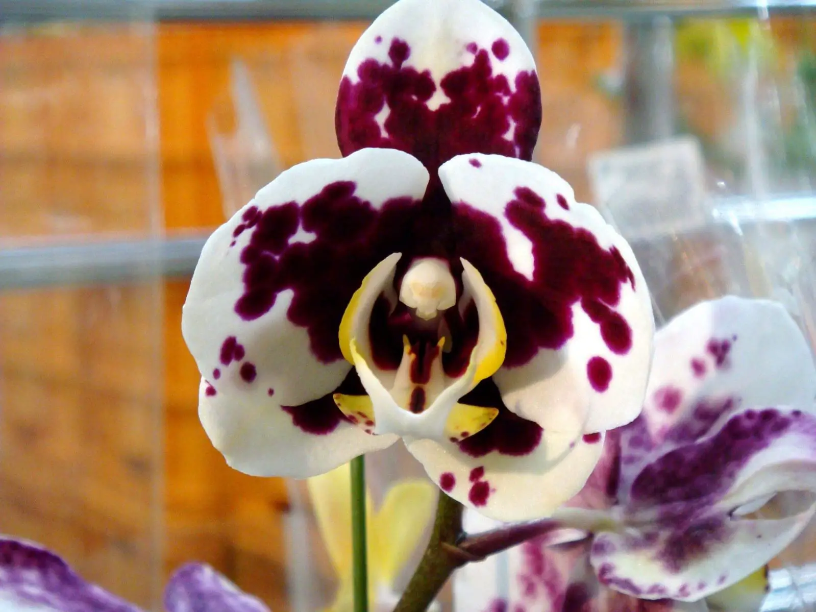 Orchidea Phalaenopsis Taiwan Glory