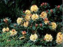 rododendro horizon