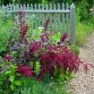 Amaranthus