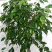 ficus benjamin