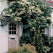 hydrangea petiolaris