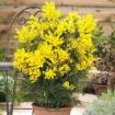mimosa in vaso