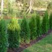 thuja