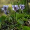 viola palustris