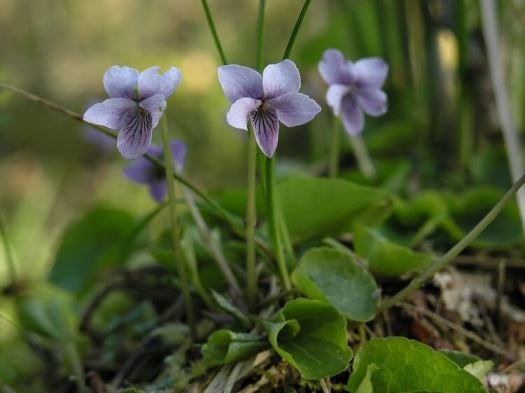 Viola Palustris, un fiore dal sapore antico