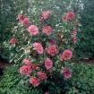camelia