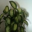 dieffenbachia