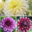 fiori da bulbi - credit: bakker