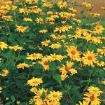 heliopsis helianthoides