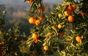 Il mandarino: consigli, dove piantarlo, come curarlo
