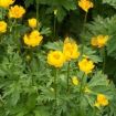 trollius
