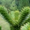araucaria