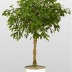 ficus benjamin