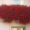gerani in balcone