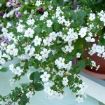 bacopa