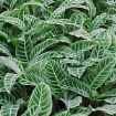 calathea-zebrina