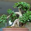 bonsai-2