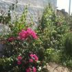bouganvilles