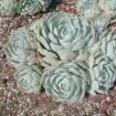 echeveria
