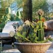 pianta di cactus
