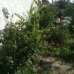 rampicanti da potare