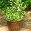 Mint in plant pot