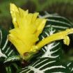 aphelandra squarrosa